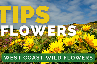 West Coast Wild Flowers — Top Tips that will make your trip even better!