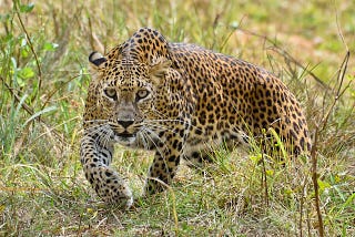 Yala National Park Safari: Untamed Adventures with Ruisha Tours