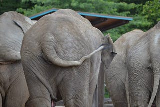 Elephants showing us their butts.