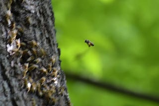 Bees Might Be an Antidote to My Increasing Irrelevance