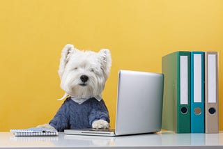 Top 5 Wholesale Pet Product Suppliers in the UAE: Comparison & Review