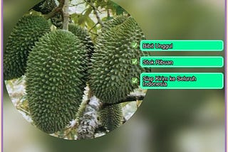 Pusat Pembibitan Bibit Durian Petruk Enrekang