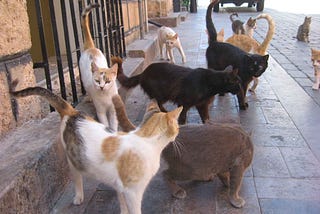 Distributing Free Software: Herding Cats