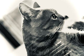 La Neuroscienza della Felicità: 10 Pratiche Scientificamente Provate per Trasformare il Tuo…