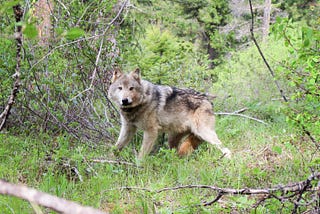 Seven things Washington residents should know about wolves