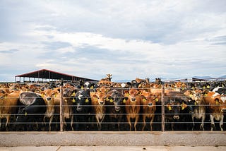 A mega-dairy is transforming Arizona’s aquifer and farming lifestyles