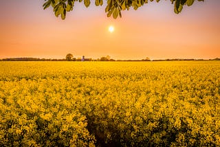 Twilight sun at golden hour with rapeseed field