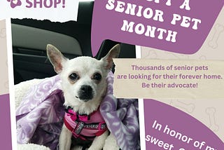 November is Adopt a Senior Pet Month
