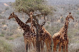 Giraffes’ Gut Microbiome Communities Determined By Species, Not Diet