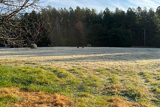 A frosty hay field with rolled bails of hay and our two dogs with a mixed tree forest in the background and a barren cherry tree in the foreground.