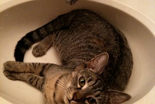 Cat sprawled in sink.