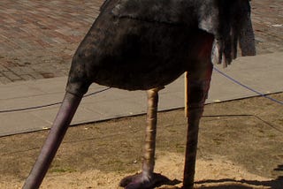 Ostrich with its head stuck into the ground.