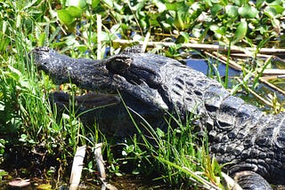 Los Esteros del Iberá, Argentina: a stunning, unspoiled wetland reserve