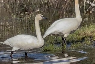 A Tale of Two Swans