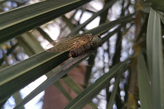 The Cicada in My Yard