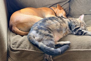 The Tail Wagging the Dog, to the Dog’s Detriment