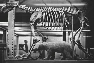 What exactly is evolution?