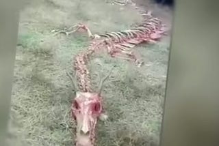 60-Foot Dragon Bones Uncovered. Unexplained