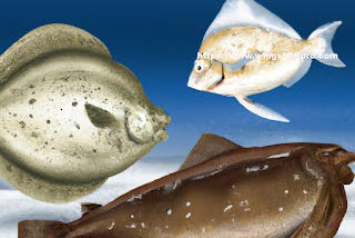 The Key Differences Between Flounder and Halibut