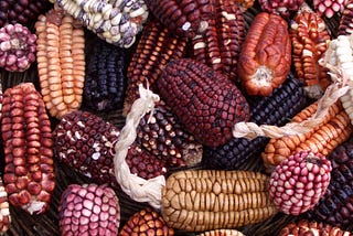 Peruvian maize varieties, photo by Jenny Mealing https://commons.wikimedia.org/wiki/File:Peruvian_corn.jpg