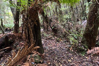 A narrow, barely visible trail winding through a dense forest with ferns and overhanging trees.