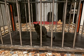 Cat inside a cage.