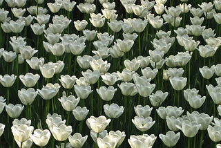 White Tulip Forest, China