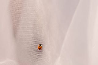 Ladybug Reborn