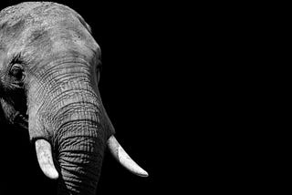 A black and white image of an African elephant’s head