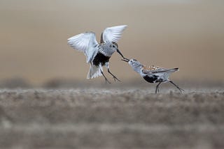 Two birds appear to fight on the ground, clasping bills, with wings stretched out