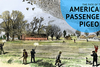 The Fate of the American Passenger Pigeon