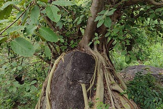 Roots