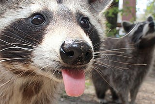 Raccoon attacks and bad weather: 5 disruptions to the telco industry around the world