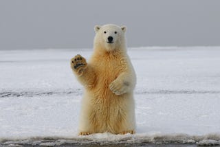 27 feb ‘‘International Polar Bear Day’’
