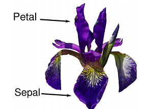 kNN algorithm for beginners- Building Iris species prediction model