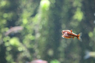 The Year of Goldfish Gulping