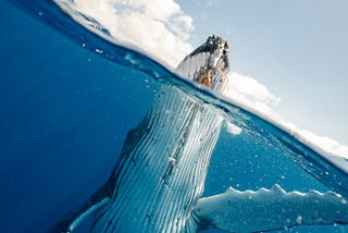 A photo of whale coming to the surface to breathe