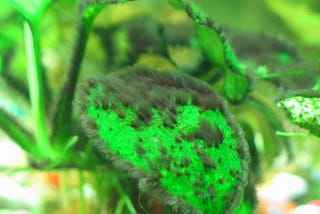 Get Rid of Black Beard Algae in Your Aquarium with These Simple Tips.