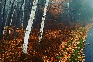A forest floor covered in orange and red leaves. There are two white birch trees in the foreground and a forest of thin, gray trees in the background.