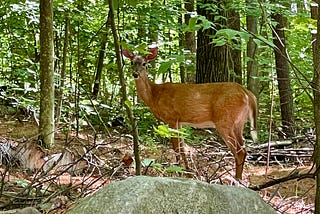 A Deer in the Forest