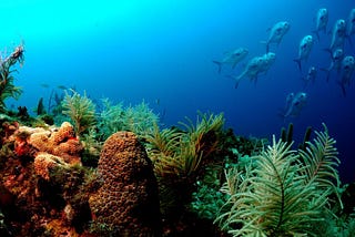 Sea Plants in The Ocean