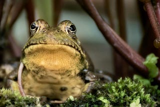 A bullfrog sitting in the reeds