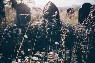 Queen Ann’s lace, Clover… and well, a bunch of other weeds