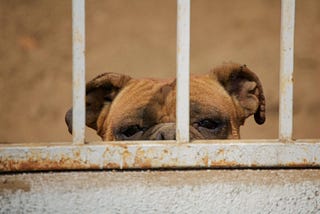 Light brown dog behind a rusted cage with only upper face showing