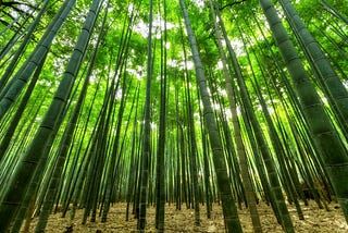 Bamboo forest