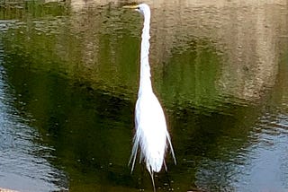 Snowy Egret. Photo copyrighted by Mark Tulin.