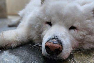 Farewell to the Softest Beast Ever