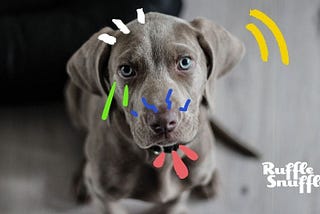 What Do Dogs Sense? A Look at How Dogs Use Their Senses to Navigate the World