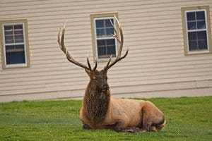 the best guide to day hikes in Yellowstone NP
