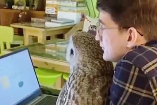 Owl Cafe in Moscow is gaining Global Attention